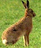 The mad March hare
