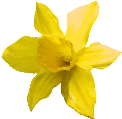 I am a daffodil